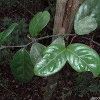 Euonymus revolutus Wight